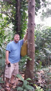 Jackfruit tree