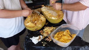 harvesting the jackfruit