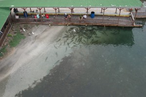 La Guancha from the tower The people are feeding the fish and the pelicans.